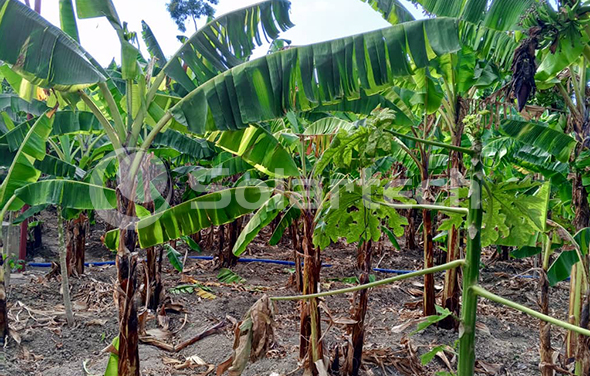  Solar-Powered Water Solution Transforms Farm in Saint Marc, Haiti!