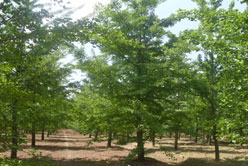 Strong Growing Ginkgo Trees