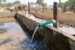 solar Livestock irrigation